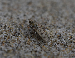 Sciomyzoidea