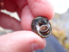 Steromphala umbilicalis