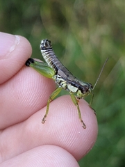 Melanoplus gracilis