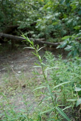 Symphyotrichum × versicolor