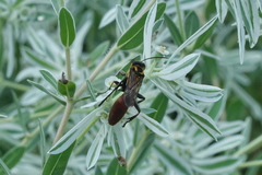 Sphex habenus