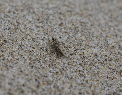 Sciomyzoidea