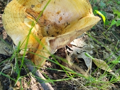 Lactarius psammicola