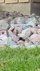 Passer domesticus