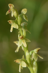 Platanthera
