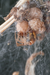 Parasteatoda lunata