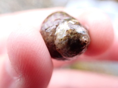 Steromphala umbilicalis