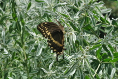 Papilio palamedes