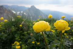 Trollius europaeus