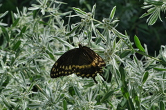 Papilio palamedes
