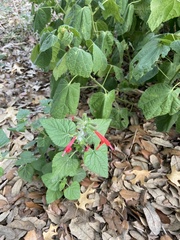 Salvia coccinea