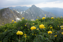 Trollius europaeus