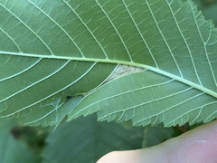 Phyllonorycter argentinotella