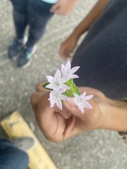 Richardia grandiflora