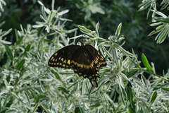 Papilio palamedes