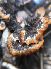 Thelephora terrestris