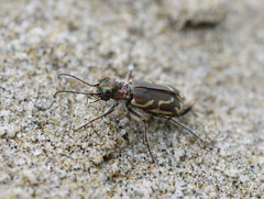 Cicindela bellissima