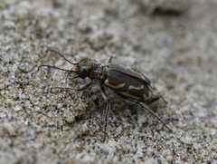 Cicindela bellissima