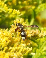 Ancistrocerus catskill