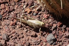 Anacridium aegyptium
