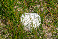Calvatia booniana