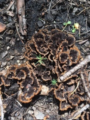 Thelephora terrestris