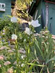 Campanula rotundifolia