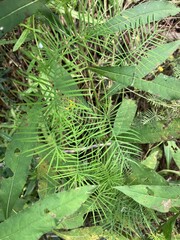 Ipomoea quamoclit