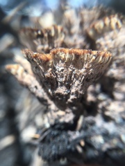 Thelephora terrestris