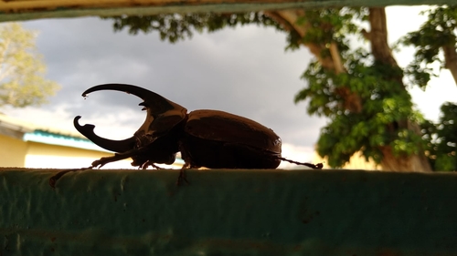 Centaurus Beetle