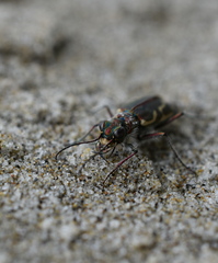 Cicindela bellissima