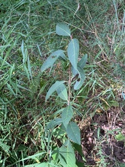 Viburnum prunifolium