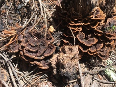 Thelephora terrestris