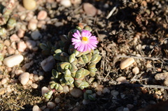 Braunsia maximilianii