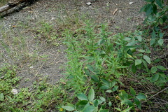 Symphyotrichum × versicolor