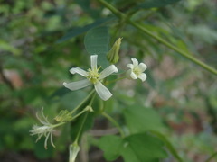 Clematis ligusticifolia