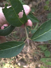 Viburnum prunifolium