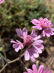 Palafoxia sphacelata