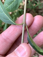 Viburnum prunifolium