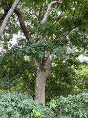 Leptolobium panamense