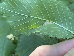 Phyllonorycter argentinotella