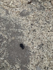 Phloeodes diabolicus