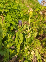 Gentiana septemfida