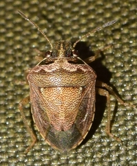 Eysarcoris ventralis