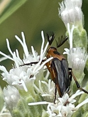 Macrosiagon limbata