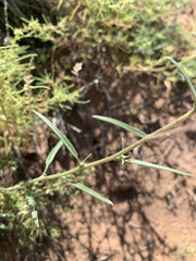 Palafoxia sphacelata