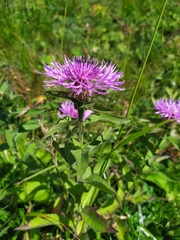 Centaurea phrygia