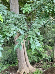 Leptolobium panamense