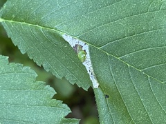 Phyllonorycter argentinotella
