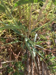 Palafoxia sphacelata